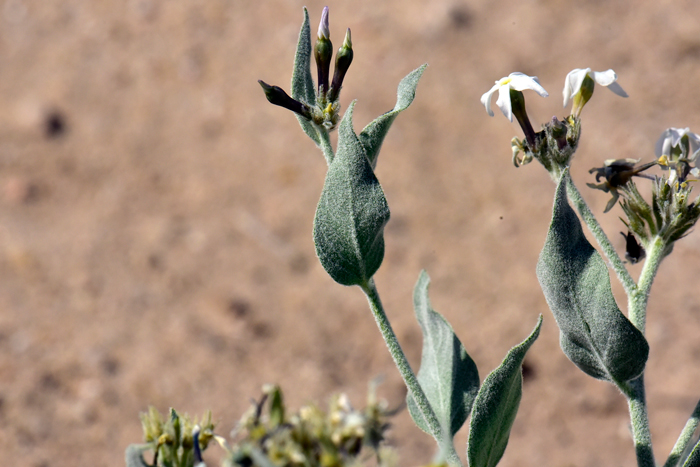 Woolly Bluestar has green leaves, some hairless and some with gray hairs as shown in the photo. The leaves alternate along the stem and are pointed on both sides. Amsonia tomentosa